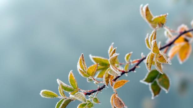 Май започва с дъжд, студ и слани