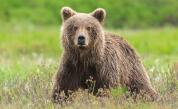 <p>Словакия одобри продажба на месо от кафяви мечки</p>
