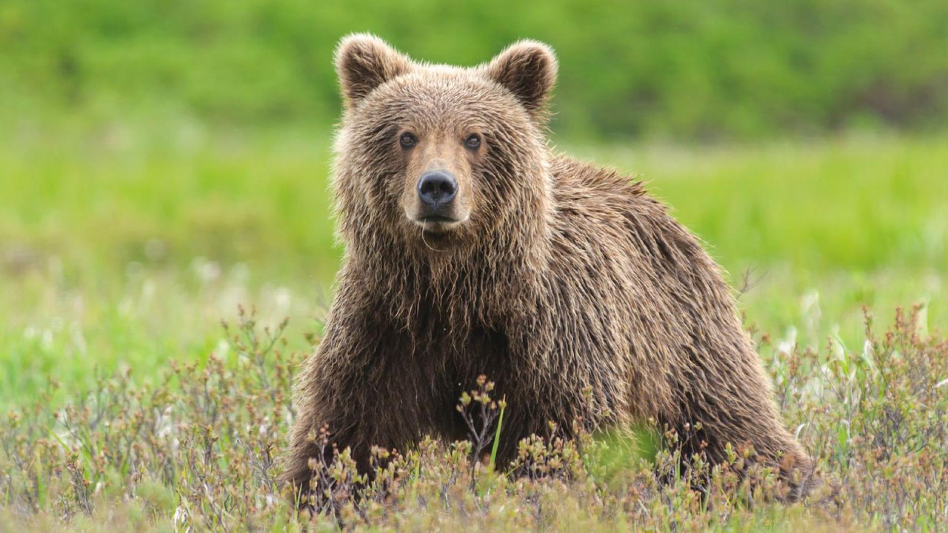 Месото от кафяви мечки защитен вид в Европейския съюз скоро