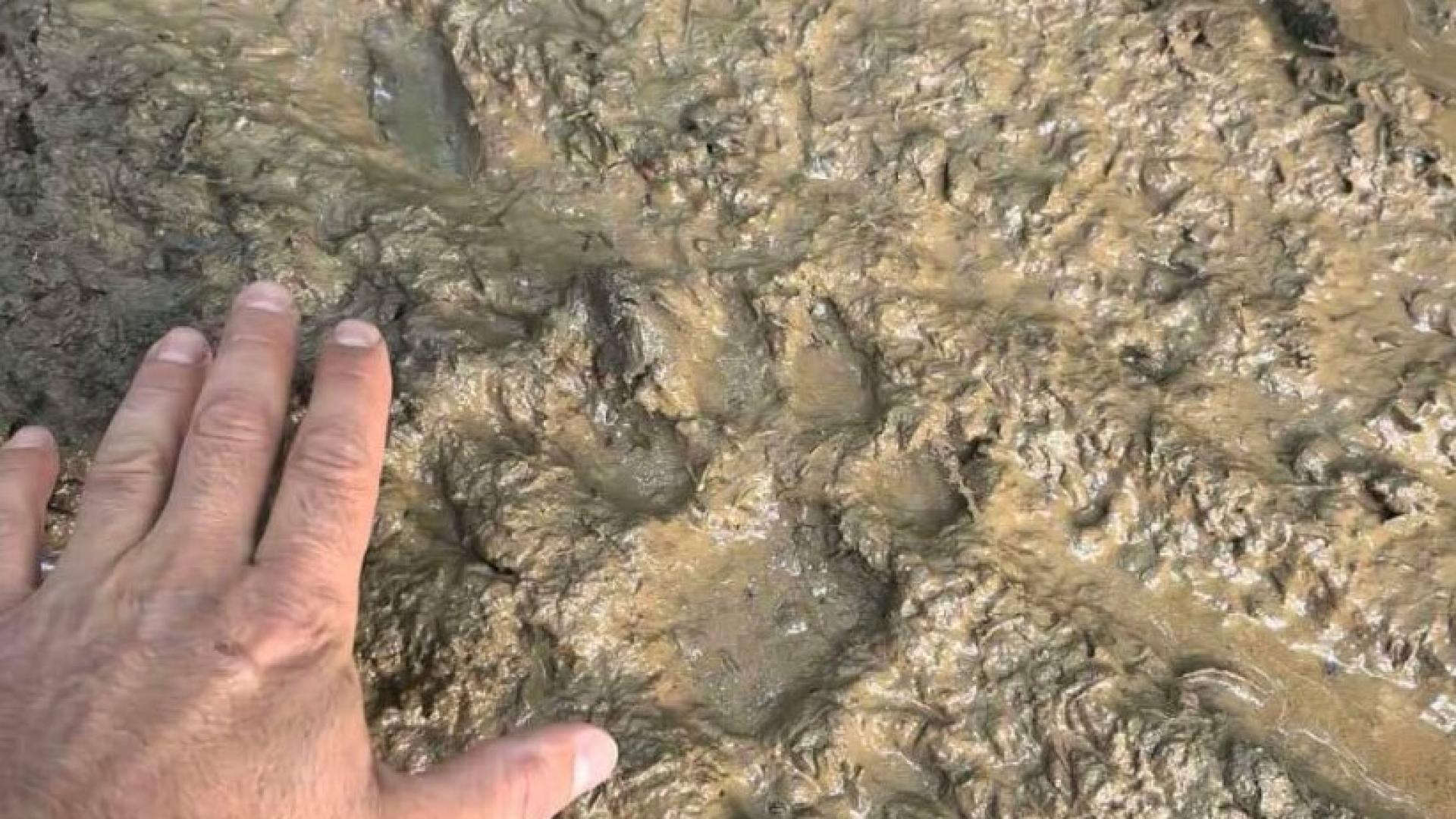 Не са установени налични клетки или помещения за отглеждане на