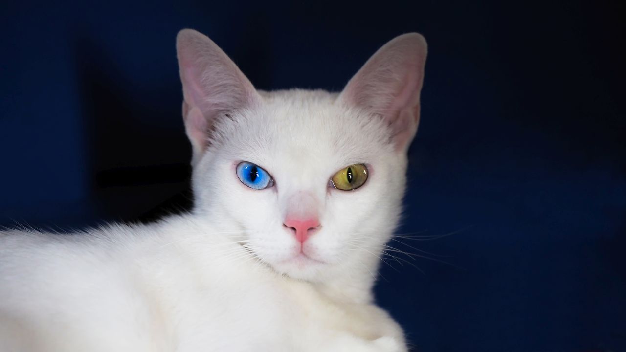 <p>Као Мани</p>