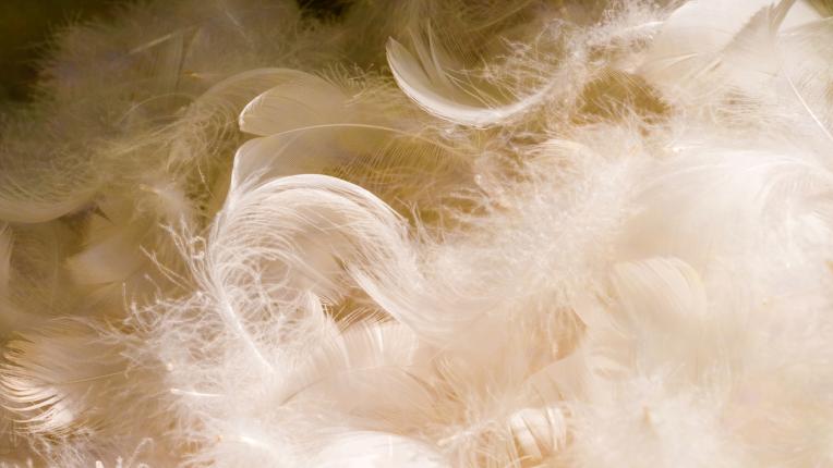  С грижа от ЧЕТИРИ ЛАПИ: 7 неща, които да проверявате или избягвате в облеклото 