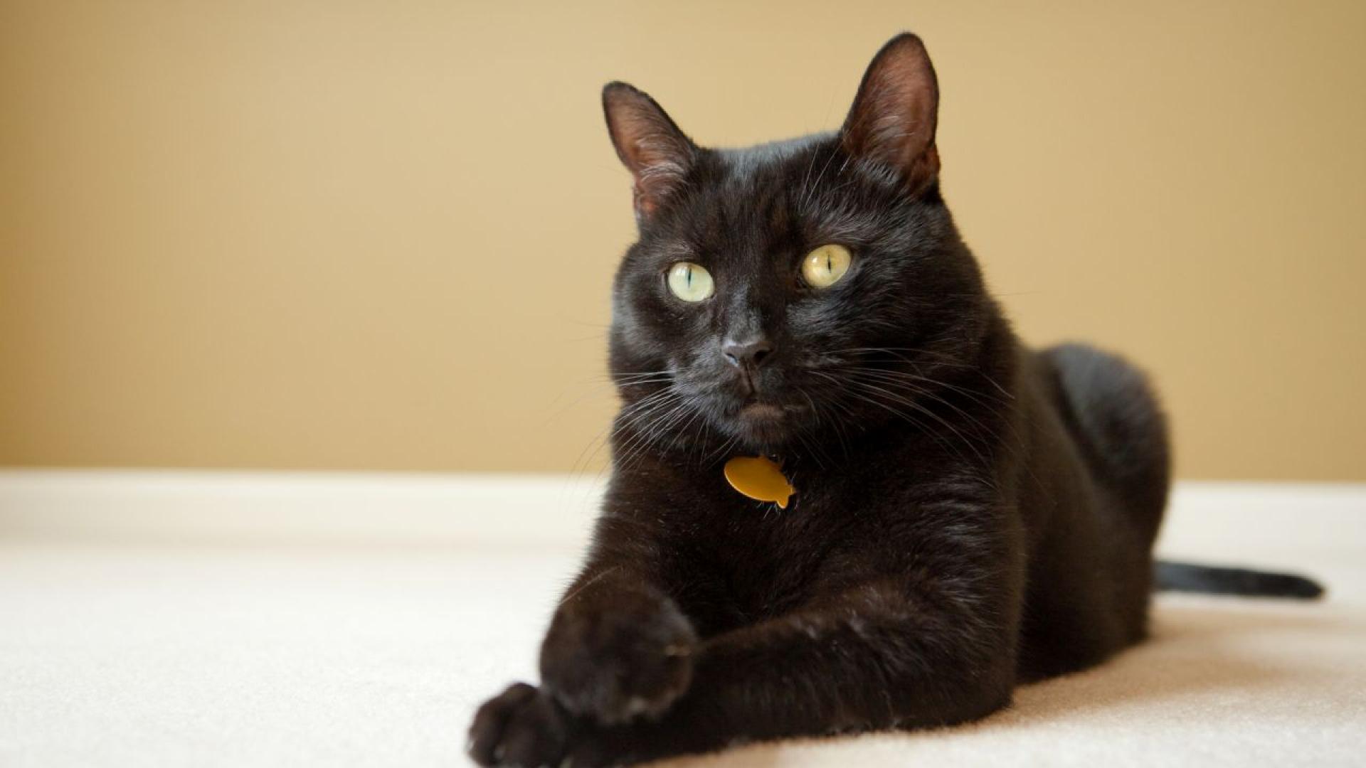 Историческите суеверия за черните котки са оставили дълбока следа особено