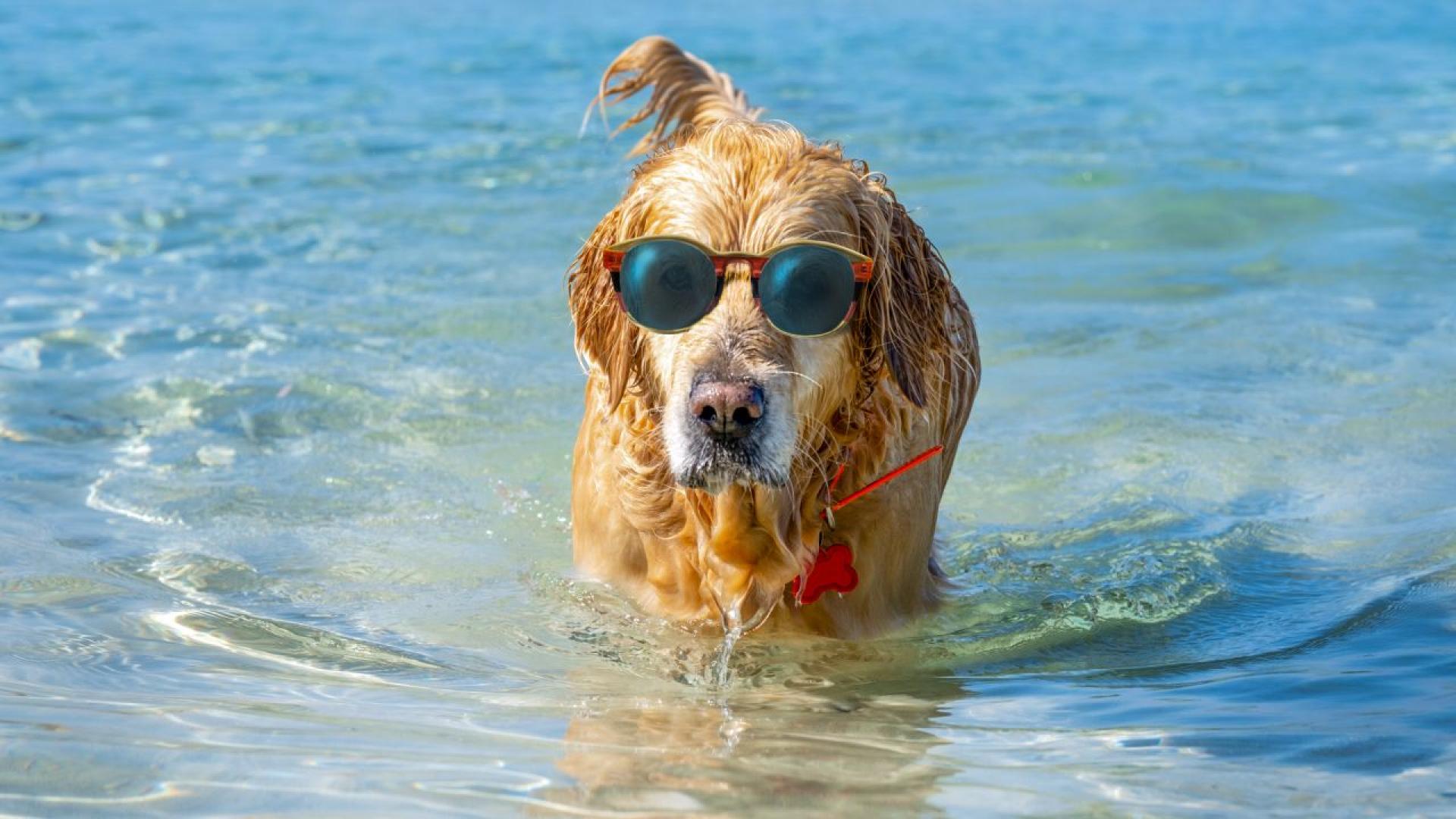 Горещата вълна която ни кара да се топим продължава и