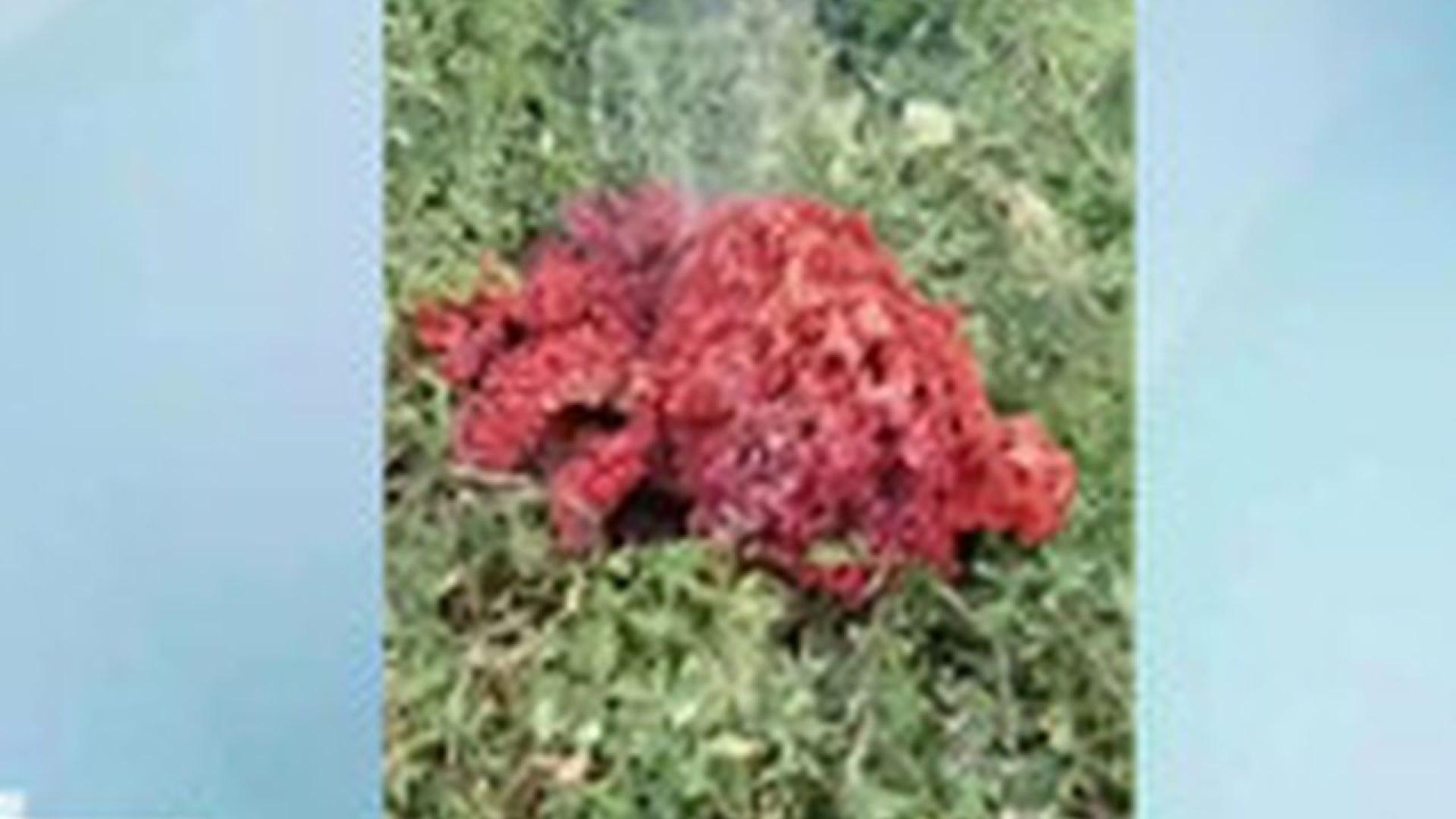 Предметът открит в двор в Якоруда преди седмица няма извънземен