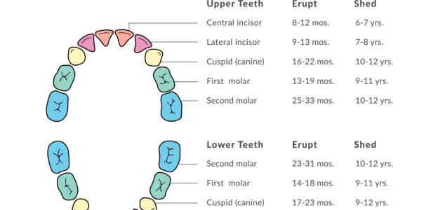 Първите зъбки: всичко, което трябва да знаем