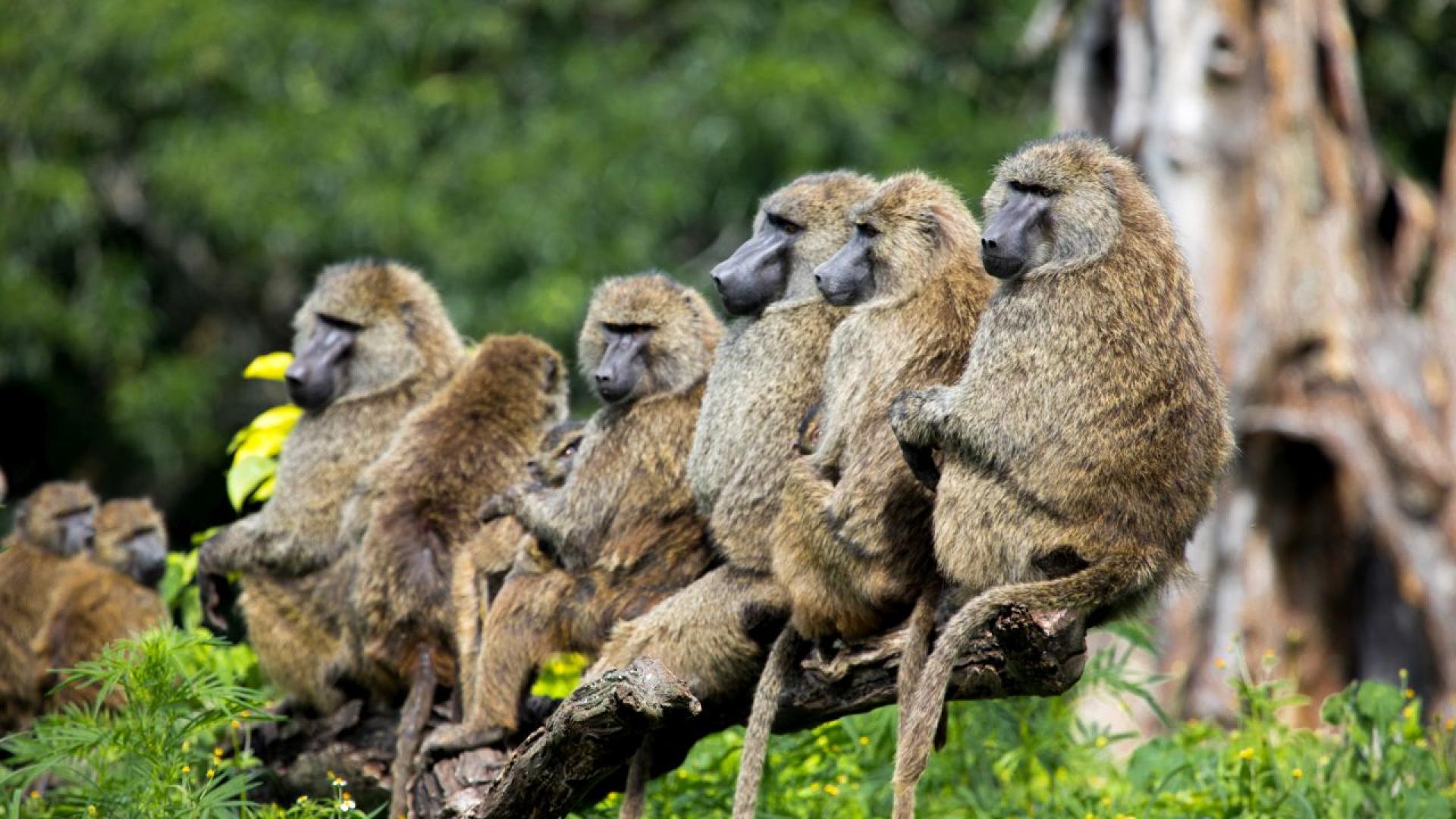 Зоологическа градина в южногерманския град Нюрнберг е умъртвила 12 здрави
