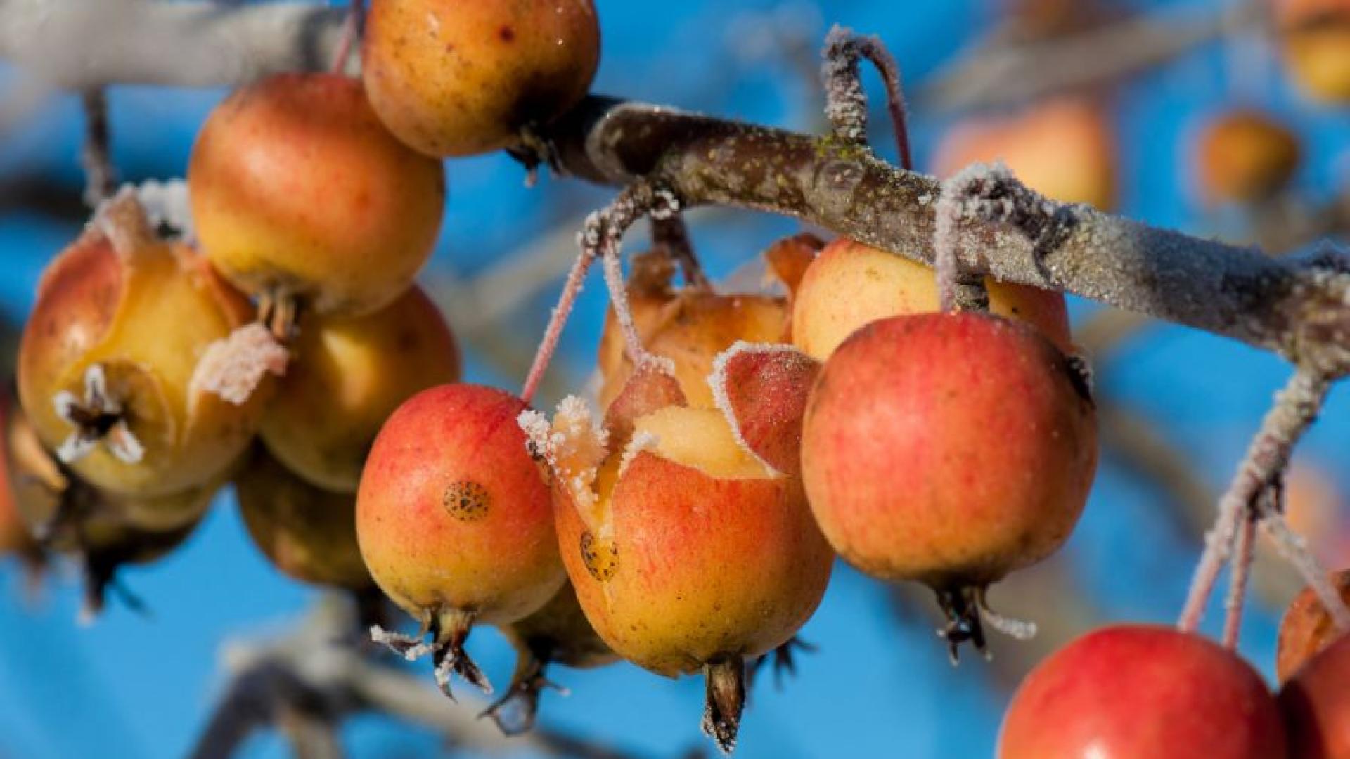 Врамките на днешния работен ден земеделските стопани с пропаднали заради