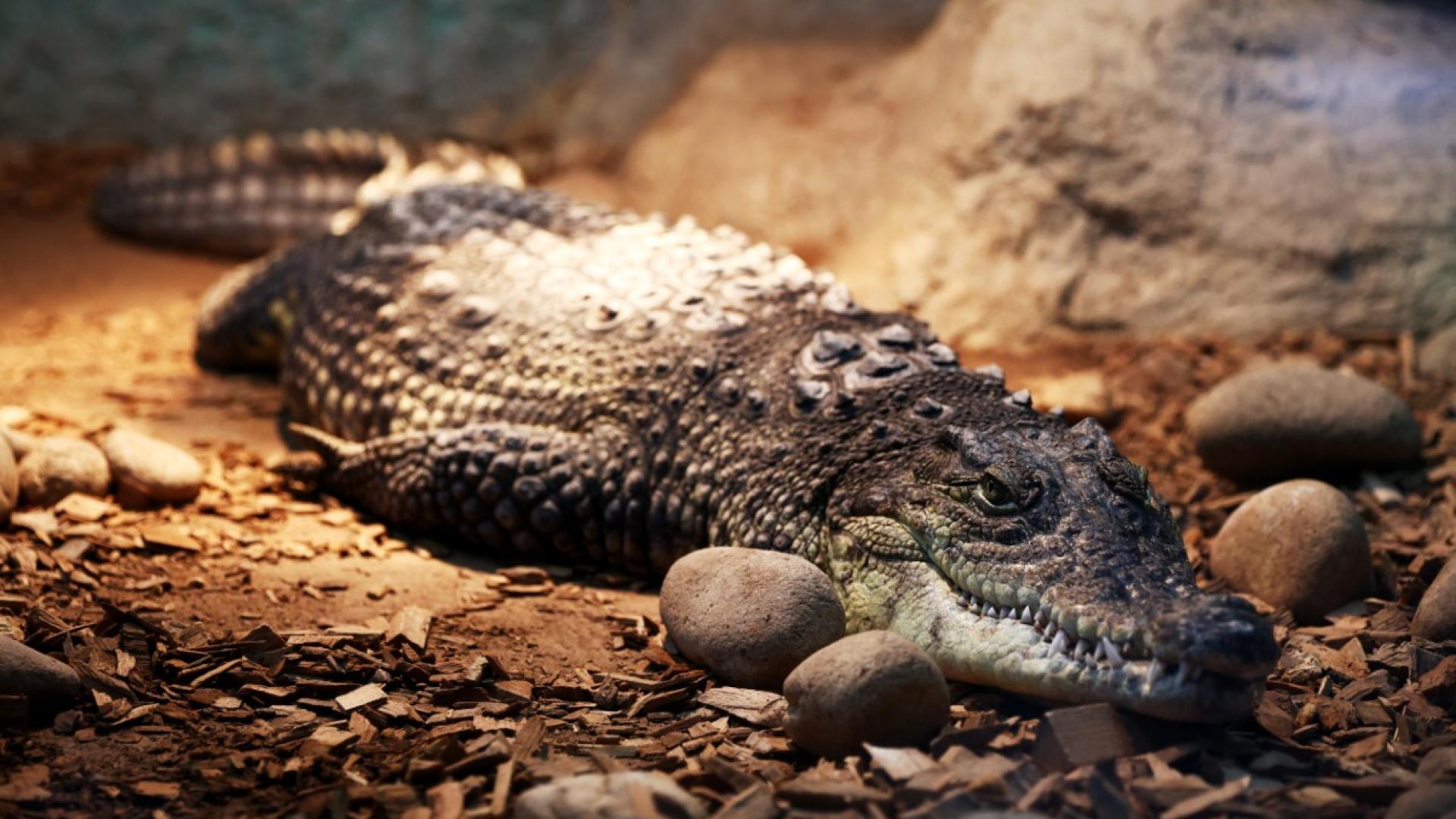 Крокодилът открит в столичния квартал Ботунец е пораснал с 30 40