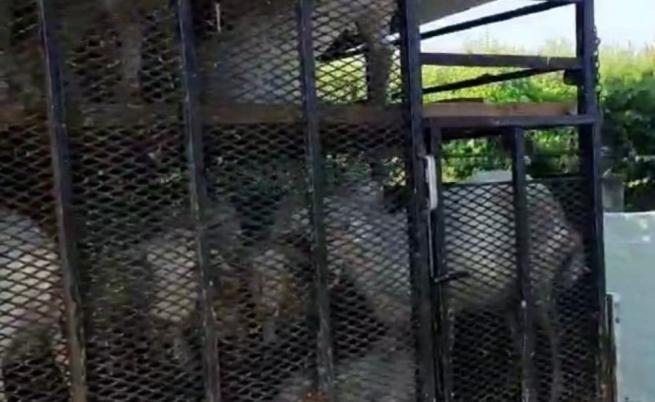 Нерегламентиран транспорт на кози установиха в Пловдивско