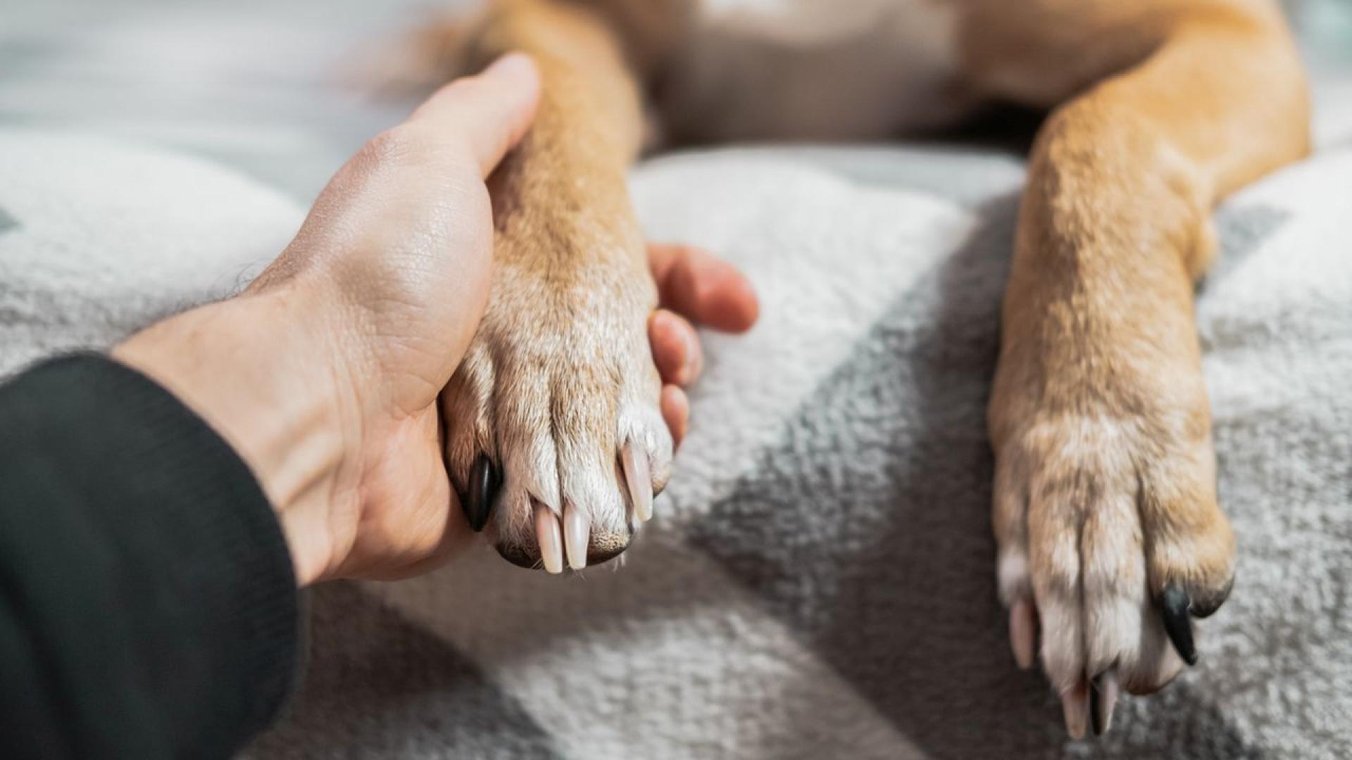 Куче за емоционална подкрепа най накрая се събра със своя стопанин