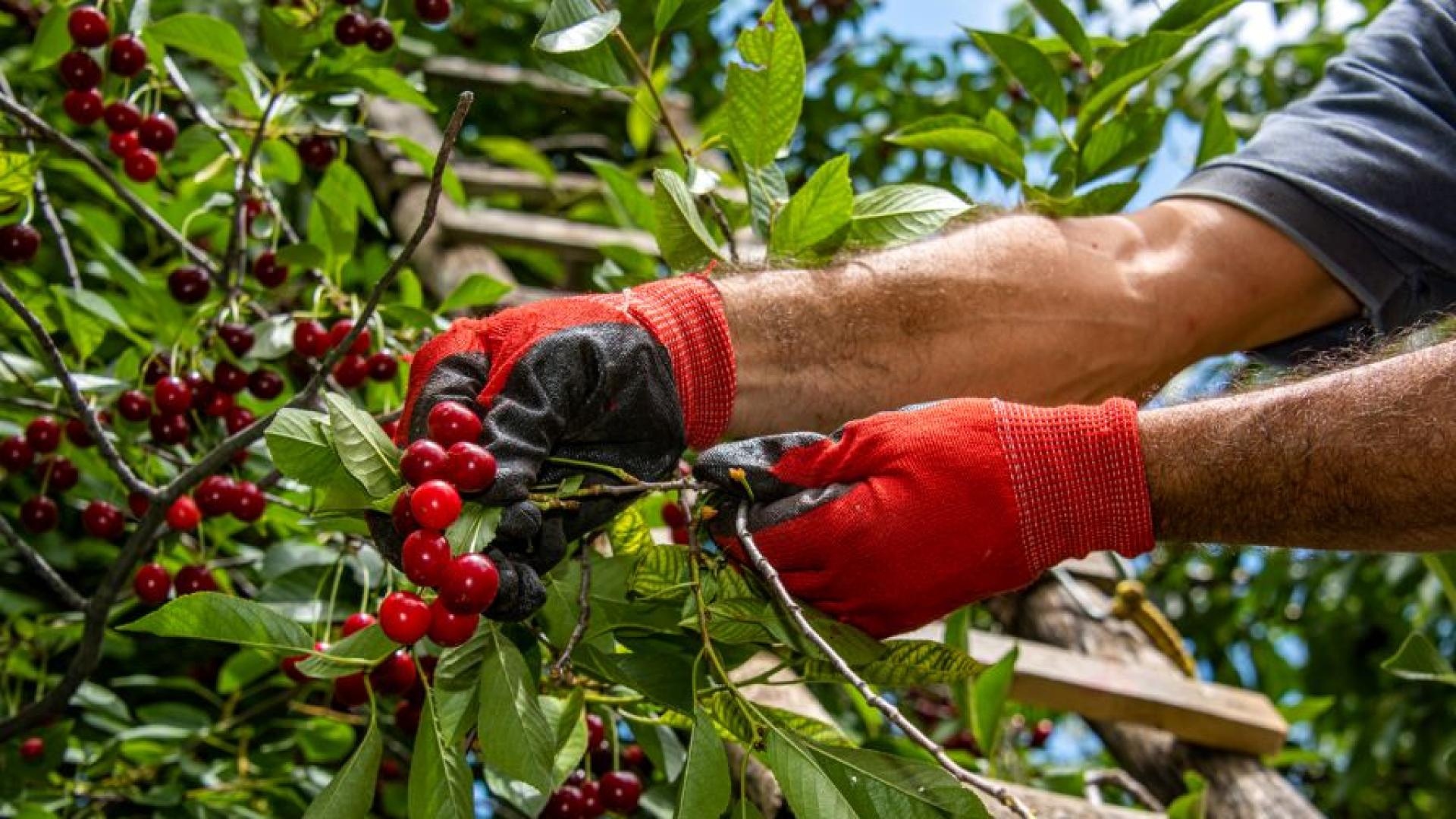 Държавен фонд Земеделие започва поетапното изплащане на помощи заради щетите