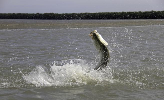 Мит или чудо? Запознайте се с тази риба, която може да сменя пола си, когато е необходимо