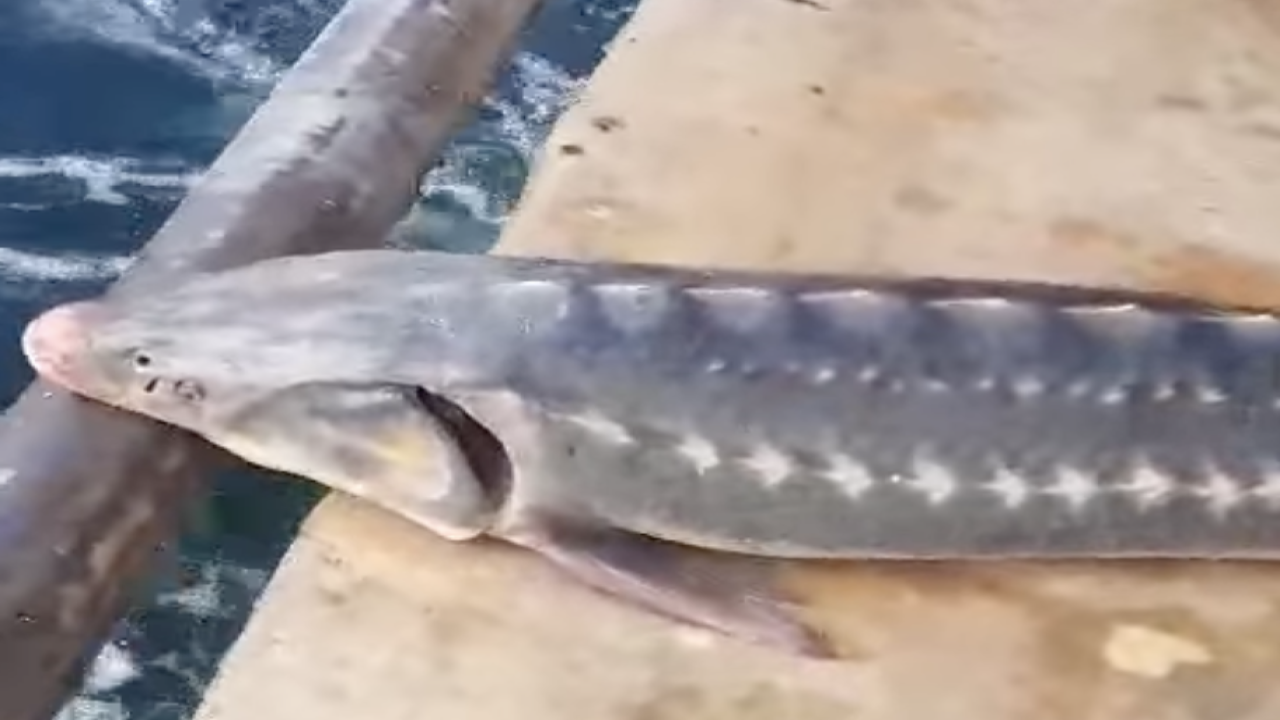 Пуснаха огромна есетра обратно в морето