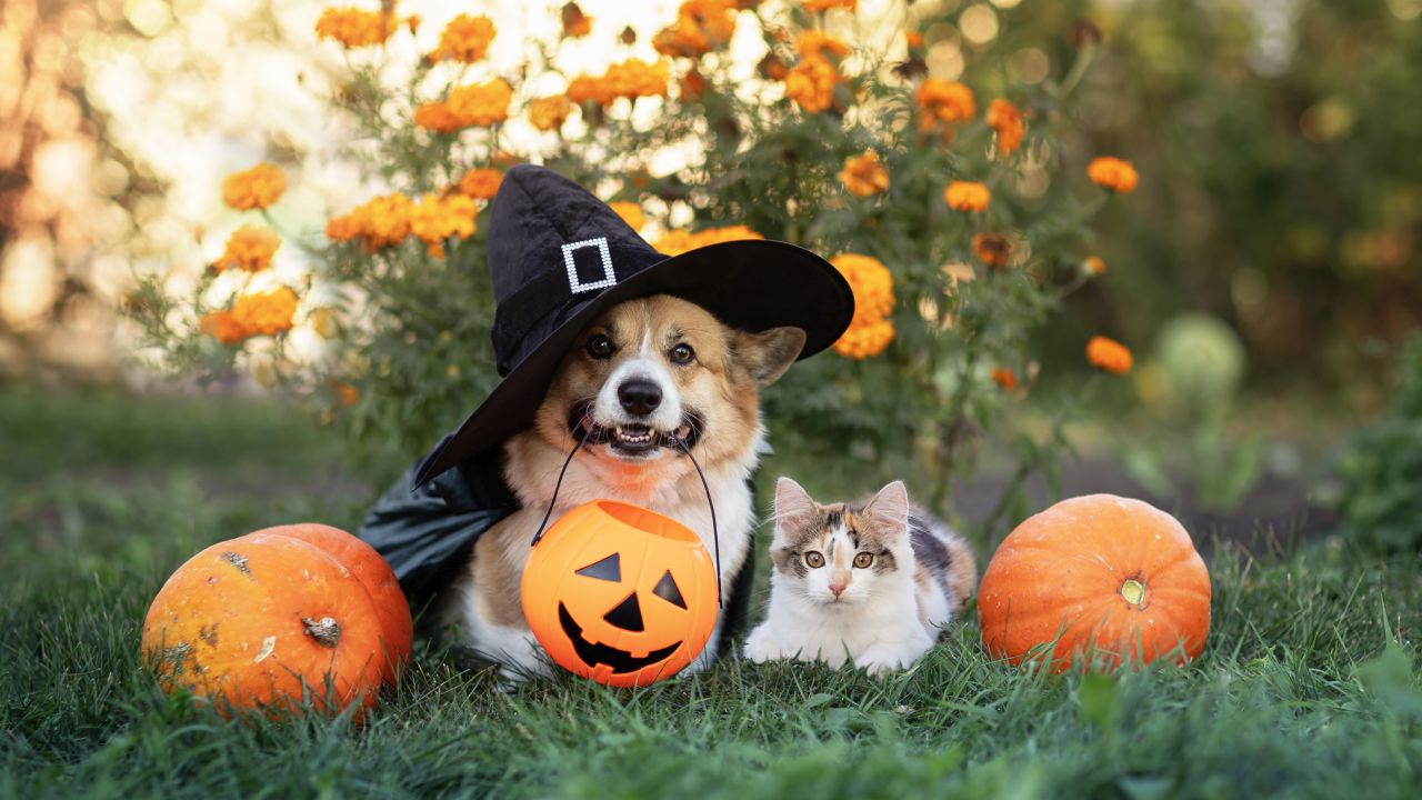 <p><strong>3. Хелоуин има романтична страна</strong> Някои ритуали включвали търсене на бъдещия съпруг. През 18 век жените хвърляли обелки от ябълки над раменете си, за да видят инициалите на бъдещата си любов.</p>