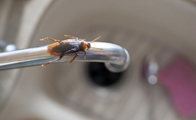 Жена подпали жилищна сграда заради хлебарка, има жертва Жена подпали жилищна сграда заради хлебарка, има жертва