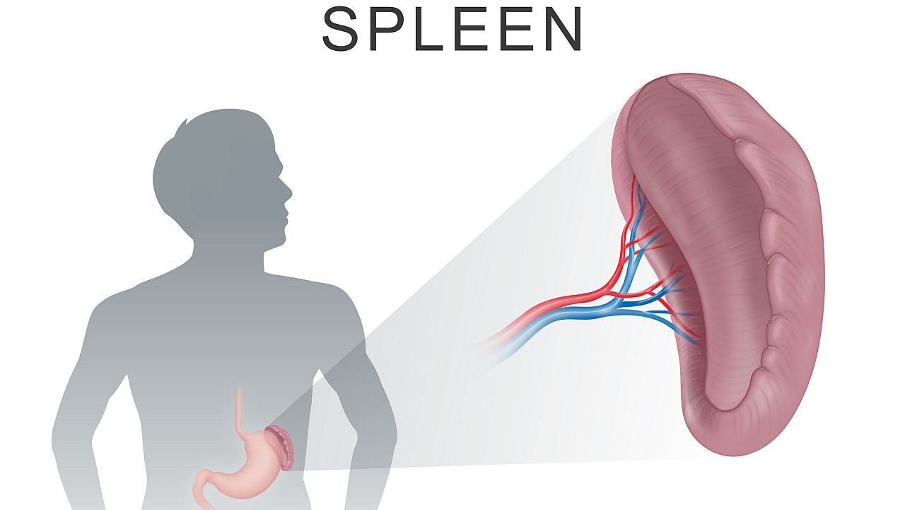 <p><strong>Тревожност &ndash; далак</strong></p>

<p>Тревогата и преживяването на мисли оказват натиск върху далака, нарушавайки храносмилането и усвояването на хранителни вещества. Това емоционално натоварване може да допринесе за подуване на корема, изтощение и нарушена имунна функция с течение на времето.</p>