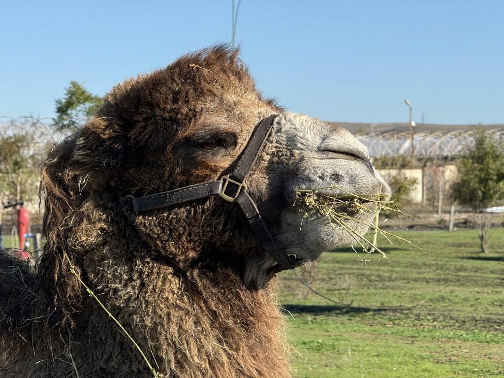 Двугърби камили в Бургаския зоопарк