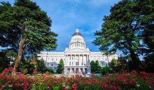 <p>Ужасно миришещи дървета са "опасност за безопасността" </p>