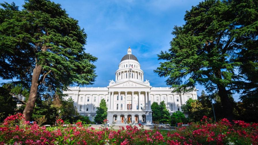 <p>Ужасно миришещи дървета са "опасност за безопасността" </p>