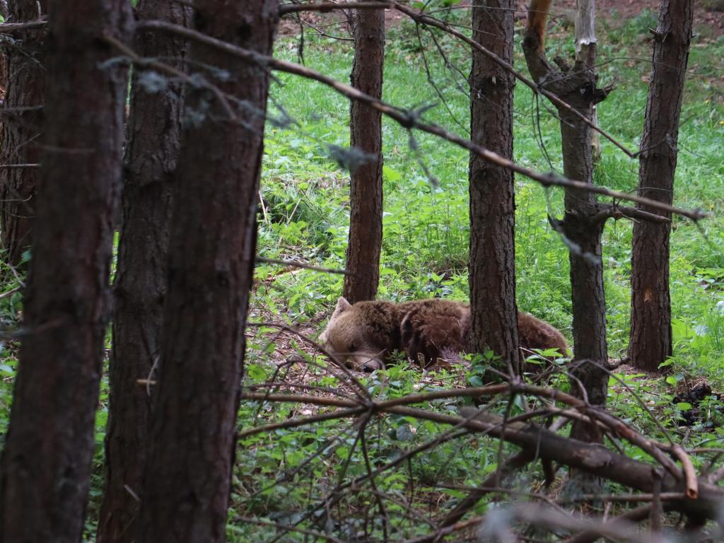 Мечките заспиват зимен сън