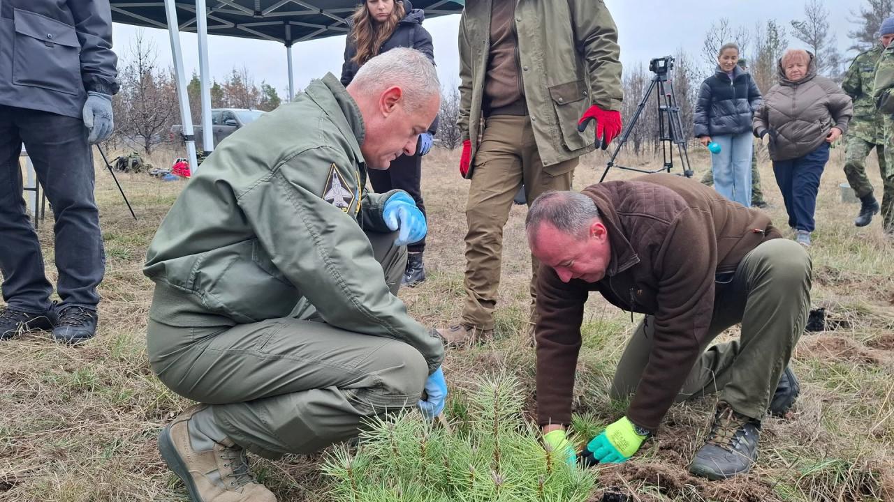 Горски и военни засаждат борова гора