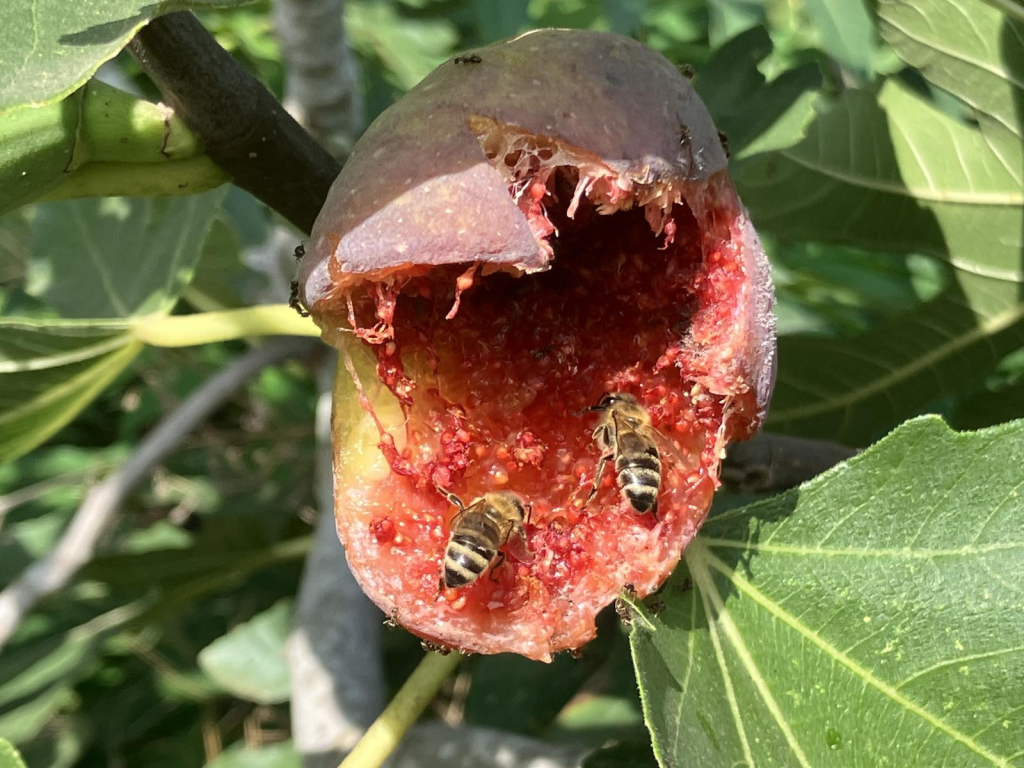 Защо умират пчелите