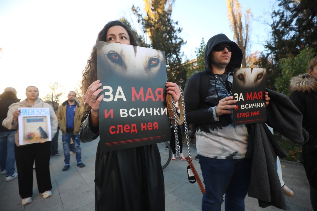 <p>Протест срещу насилието над животни се проведе пред ВМА. Протестът е организиран от &quot;Приятели на Мечо&quot; и &quot;Невидими животни&quot;. Повод за недоволството е прегазването на кучето Мая в София. Протестиращите искат &quot;Справедливост за Мая&quot;. Протестиращите настояват ВМА да уволни доктор Ненад Цоневски, който беше заснет да минава с автомобил през кучето пред гараж в квартал &quot;Разсадника&quot;.</p>