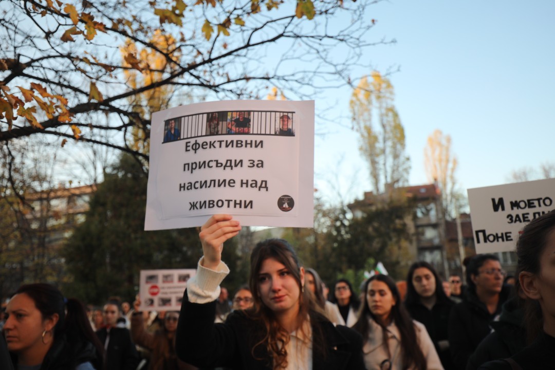 <p>Протест срещу насилието над животни се проведе пред ВМА. Протестът е организиран от &quot;Приятели на Мечо&quot; и &quot;Невидими животни&quot;. Повод за недоволството е прегазването на кучето Мая в София. Протестиращите искат &quot;Справедливост за Мая&quot;. Протестиращите настояват ВМА да уволни доктор Ненад Цоневски, който беше заснет да минава с автомобил през кучето пред гараж в квартал &quot;Разсадника&quot;.</p>