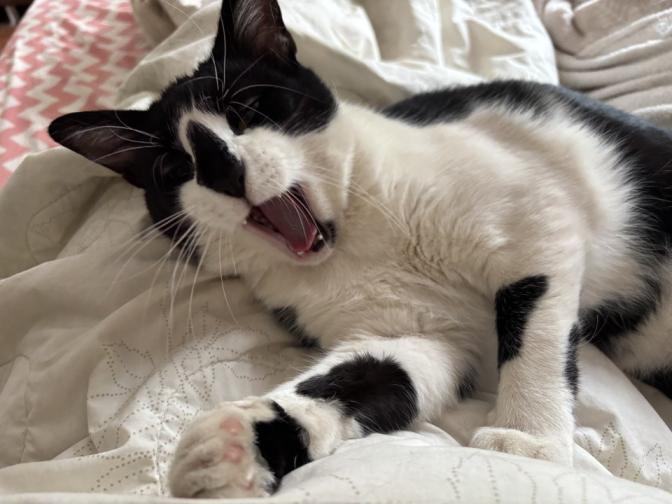 Отмъщението на Гершуин