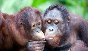 <p>Древната &quot;еволюционна загадка&quot; на целувката</p>