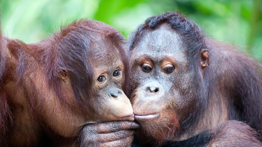 <p>Древната &quot;еволюционна загадка&quot; на целувката</p>