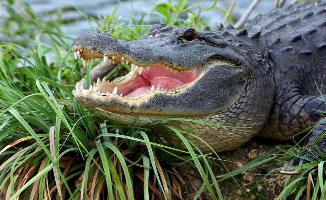 Ужас във Флорида: Мъж уби туристка, искал алигатори да я изядат
