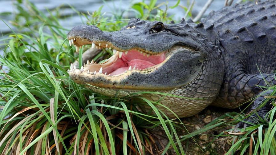 <p>Мъж уби туристка, искал алигатори да я изядат</p>