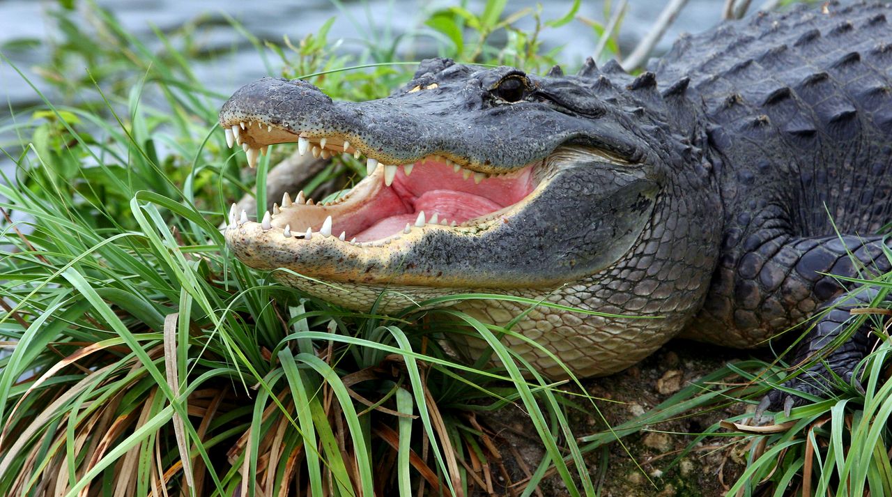 Ужас във Флорида: Мъж уби туристка, искал алигатори да я изядат