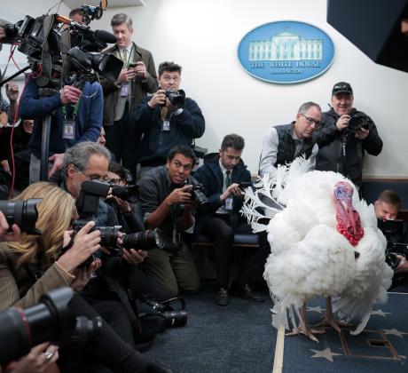 Ако си мислехте че само холивудските звезди получават червени килими