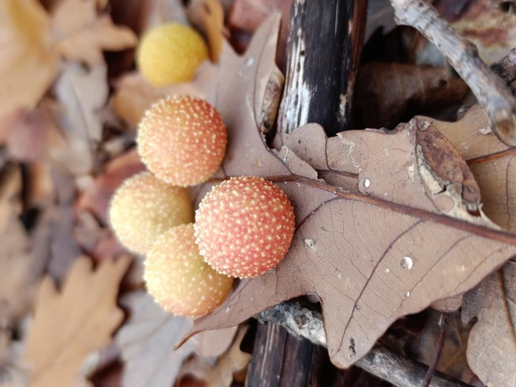 Дъбови гали