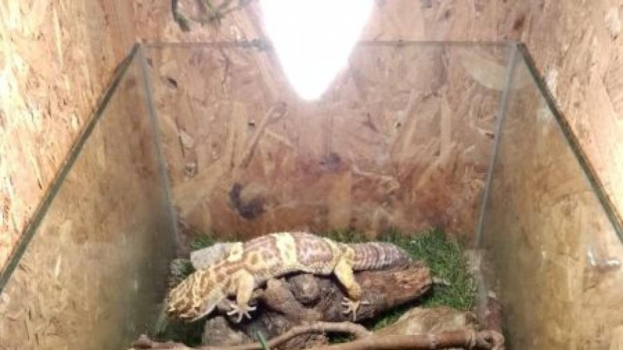 <p>100 гекона и 243 тарантули получиха дом (СНИМКИ)</p>