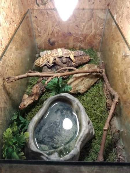 Контрабанда на "Капитан Андреево": 100 гекона и 243 тарантули получиха дом