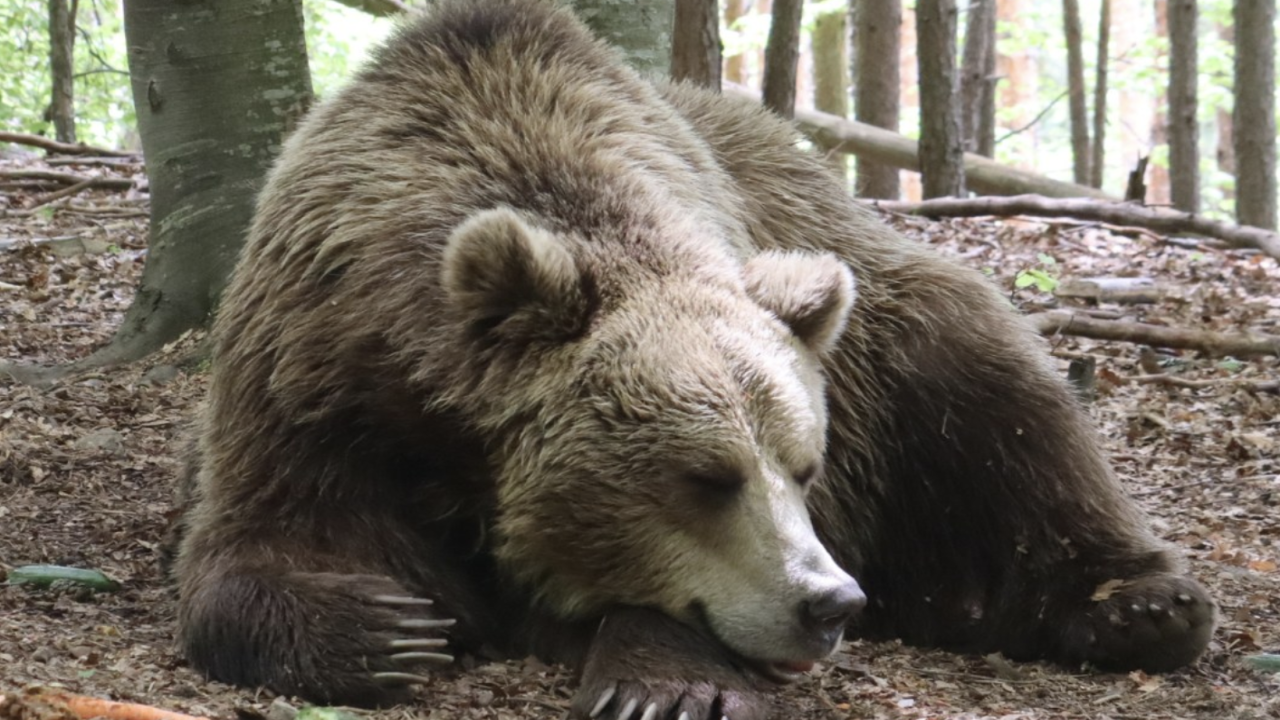 Каква мечка сме според месеца на раждане