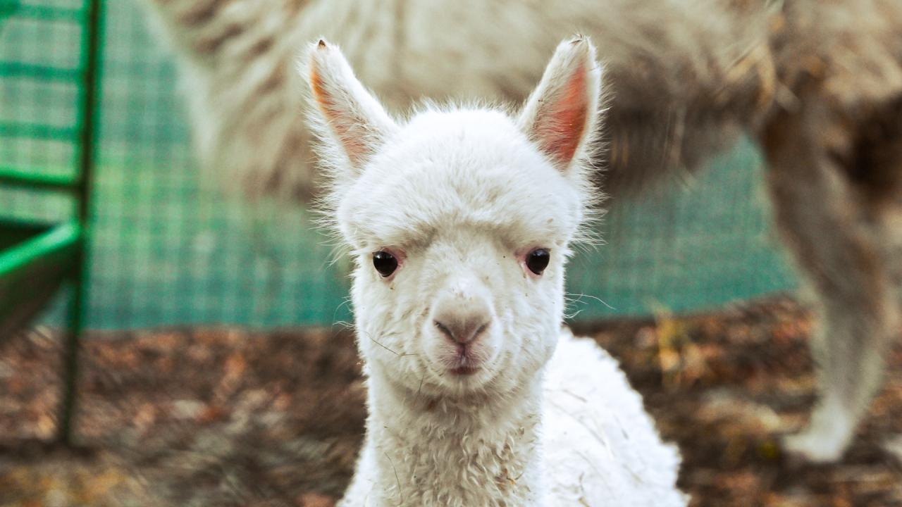 Бебе алпака в СОфийския зоопарк