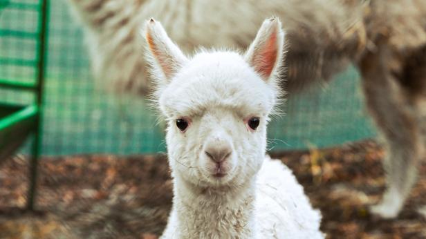 Бебе алпака в Софийския зоопарк