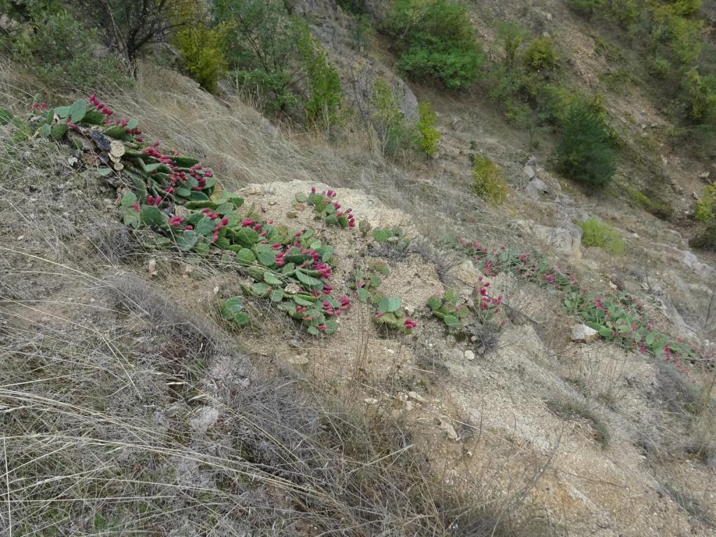 Кактуси край Харманли