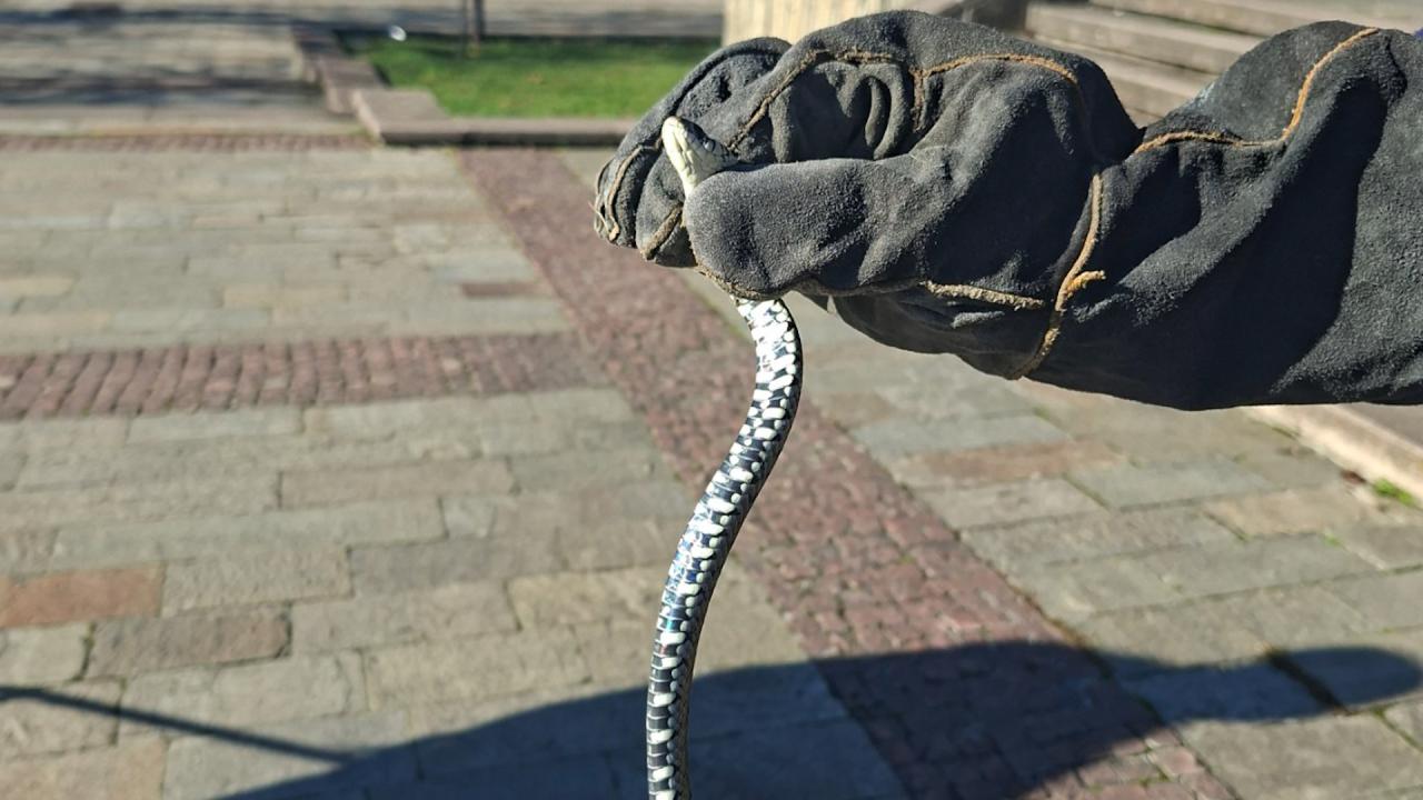 Хванаха усойница в центъра на Смолян