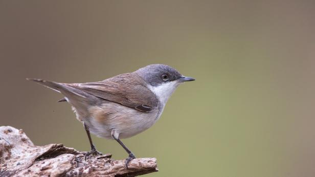 Насекомоядните птици у нас намаляват