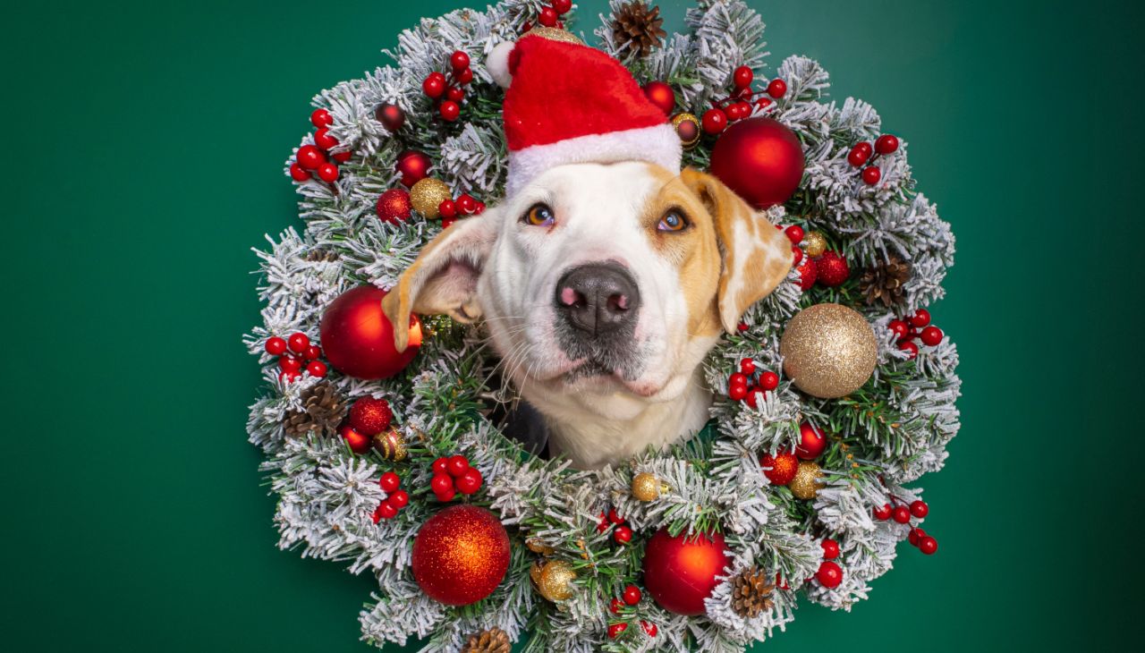 Коледа е „Време за надежда“ по NOVA