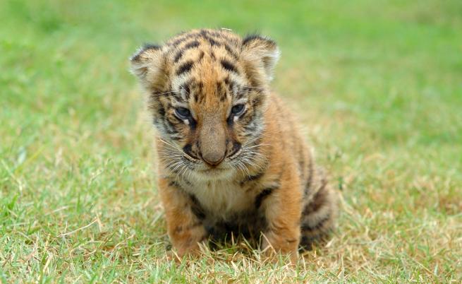 Преди Коледа: За първи път показаха бенгалското тигърче в зоопарка в Стара Загора