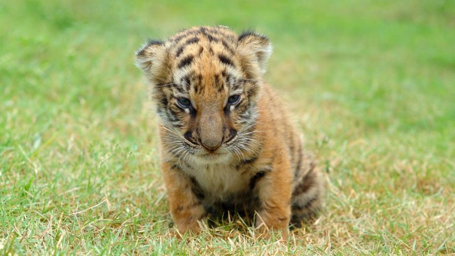 Снимката е илюстративна