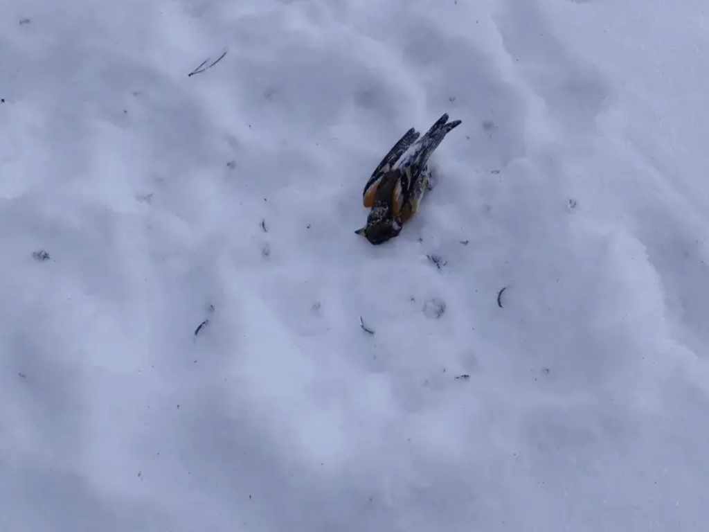 Пострадали от фойерверки планински чинки