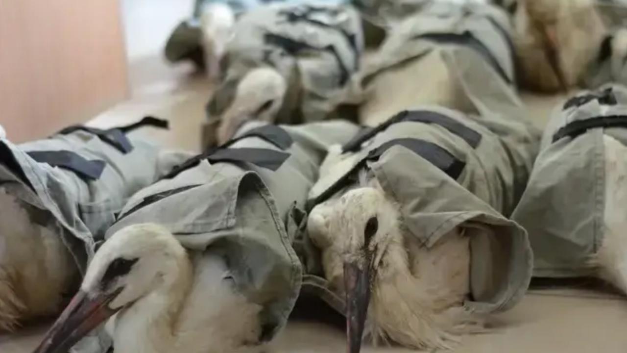 Щъркели с трайни увреждания заминаха към спасителни центрове в Италия